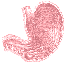 human stomach diagram