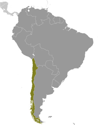 Chile location