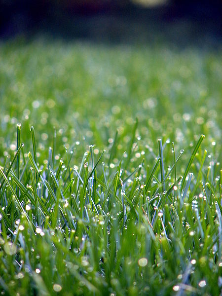 This close up picture shows lawn grass with a light sprinkling of morning dew.