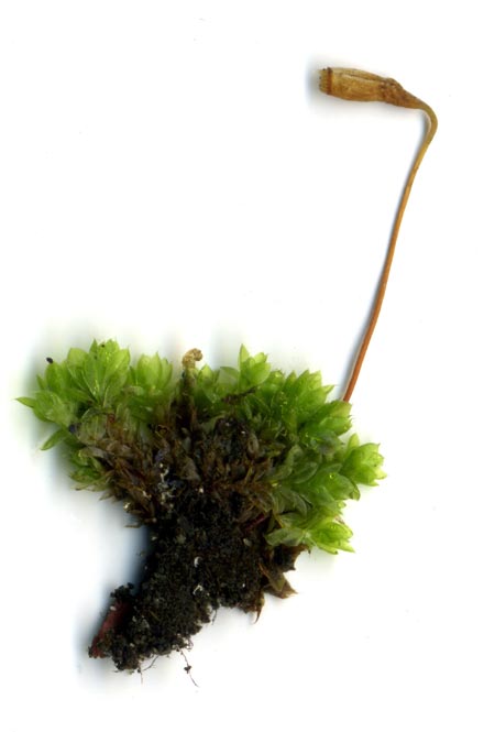 This photo shows a moss plant sample against a white background.