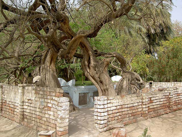 This photo shows an old Banyan tree growing behind a brick wall.