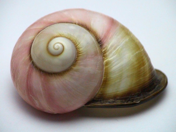 spiral-shell-nature-environment-pictures-photos-images-information