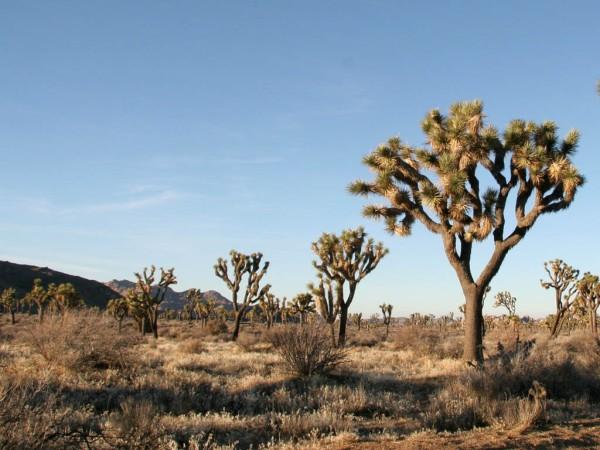 This photo shows a number of desert trees that are found living in the hot, harsh, desert environment.