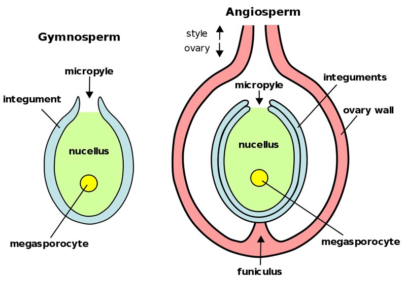This diagram shows plant ovules with the angiosperm ovule on the right and the gymnosperm ovule on left. Labeled information includes the nucellus, integument, micropyle, funiculus and megasporocyte.
