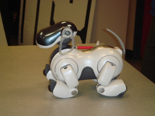 This is a side on image of the popular robot dog known as AIBO (standing for Artificially Intelligent Robot). Built by Sony, AIBO is capable of displaying emotions and can perform a large number of voice activated commands including speech, dancing, soccer and a number of tricks with a specially designed bone.