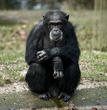Interesting Information about Chimpanzees