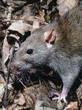 Interesting Information about Rats
