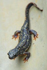 Salamander facts