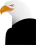 Interesting Information about Bald Eagles