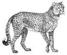 Interesting facts about cheetahs