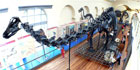 Diplodocus facts for kids