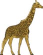Interesting facts about giraffes