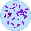 Introduction to Microbiology Video