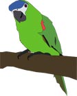 Interesting Information about Parrots