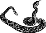 Interesting Information about the Cobra, Rattlesnake, Viper, Black Mamba & More