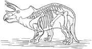 Triceratops Facts for Kids