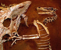 Famous fossil of a Velociraptor and Protoceratops fighting