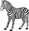 Interesting Information about Zebras