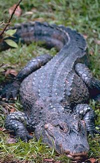Alligator facts