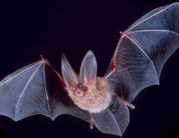 Bat facts