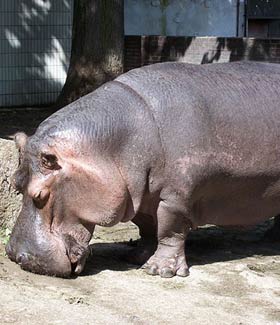 Hippopotamus facts