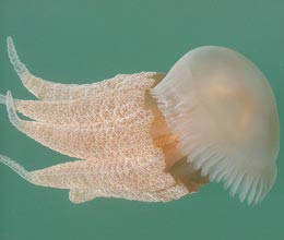 Jellyfish facts