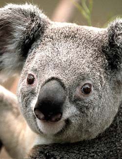 Koala facts