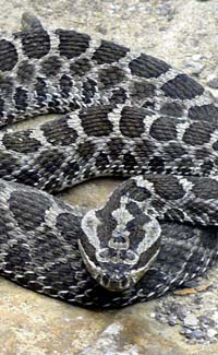Venomous snake facts