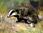 Interesting Information about Badgers