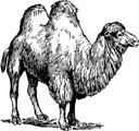 Interesting Information about Camels
