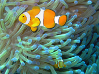 Clownfish facts