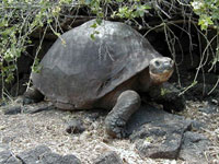 Giant Galapagos Tortoise