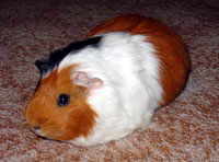 Guinea Pig facts