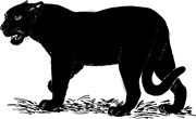 Interesting facts about Panthers