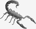 Interesting Information about Scorpions