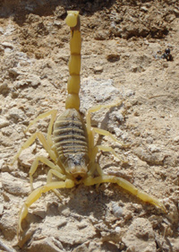 Scorpion facts