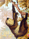 Interesting Information about Sloths