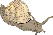 Interesting Information about Snails