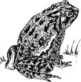 Interesting facts about toads