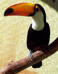 Toucan facts