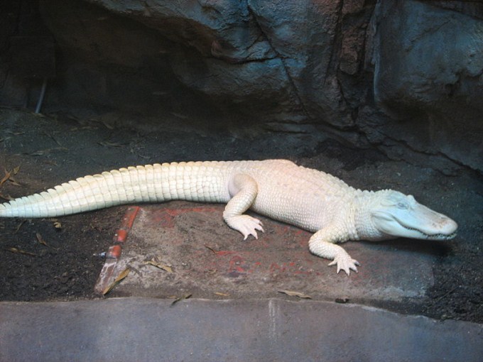 This photo shows a rare albino American alligator in captivity.
