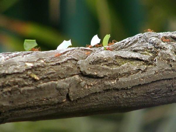 An extreme close up photo of ants at work as they shift small leaf pieces across a tree branch.