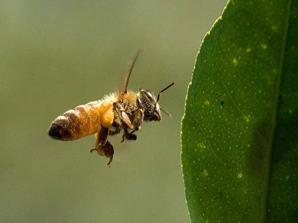 This close up photo shows a bee hovering expertly next to the leaf of a plant.