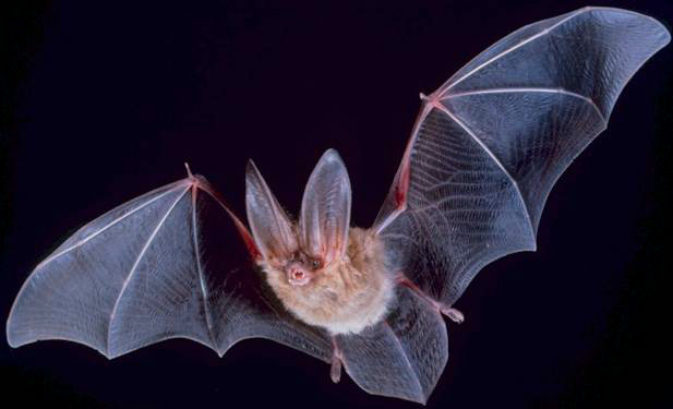 A close up photo of Townsend's Big Eared Bat as it flies through the air with wings outstretched.