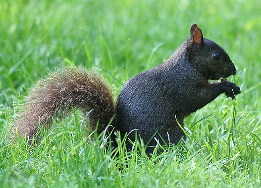 This photo shows a cute looking black squirrel as it nibbles on a tasty snack.