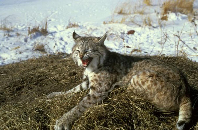 A photo of a bobcat lying on the ground. The bobcat is a North American wildcat that is part of the Lynx genus. There are 12 subspecies of bobcat that live between southern Canada and northern Mexico. The bobcat is a predator that eats anything from insects to deer