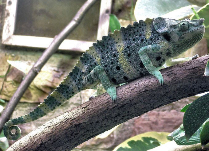 A side on photo of a chameleon with a spiral tail sitting on the branch of a tree. Some chameleons have the ability to change color.