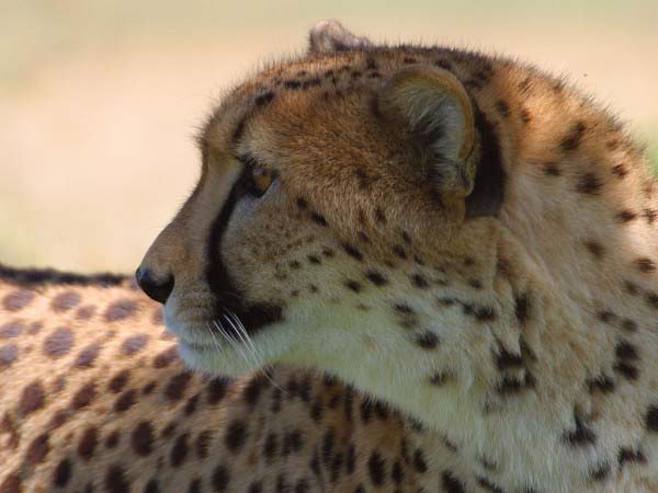 This photo shows a cheetah with an impressive spotted fur coat turning its head to look behind it.
