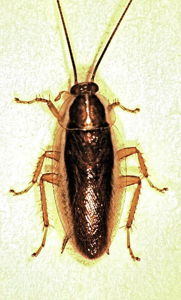 This photo gives a clear view of a cockroach, like other insects it has 6 legs, 2 antennae, a thorax, abdomen and head.