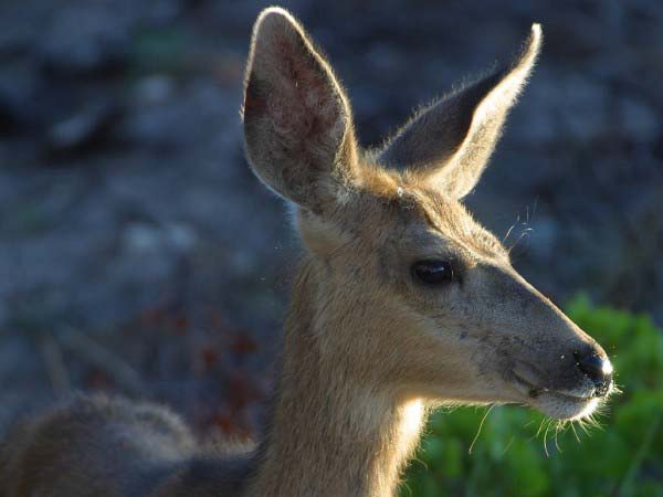 A photo showing the face of a deer including its big ears.